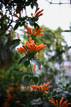 Pyrostegia Venusta - Orange Flowers with Green Leaves