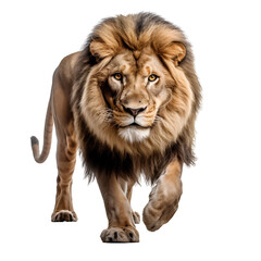 Fierce lion on transparent background PNG