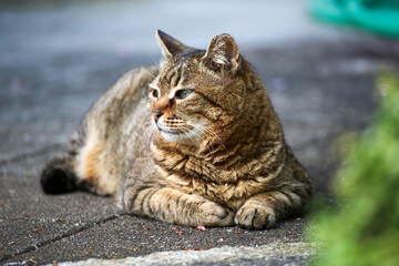 京都の寺院の境内で出会ったキジトラの猫