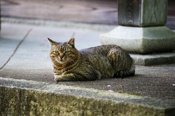 京都の寺院の境内で出会ったキジトラの猫