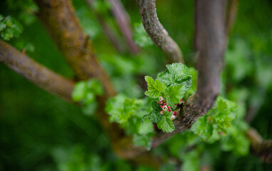 Yoshta flower. Yoshta is a hybrid of currant and gooseberry. Perennial berry shrub