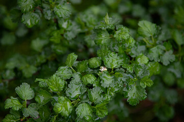 Fototapeta na wymiar The branch of a bush gooseberry. Leaves in raindrops. Springtime