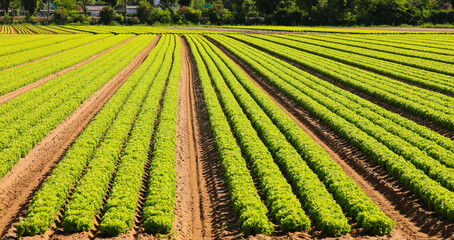 Fototapeta premium head of green lettuce grown in the cultivated field