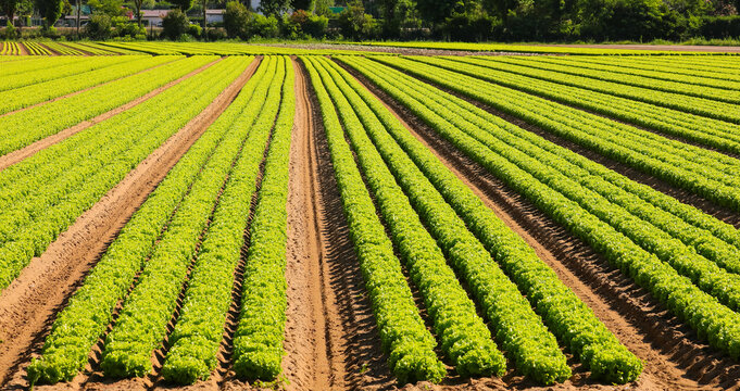 head of green lettuce grown in the cultivated field