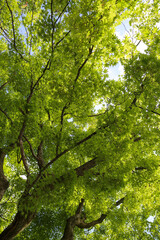 Fototapeta premium 京都の寺町界隈の寺院の境内の青もみじ