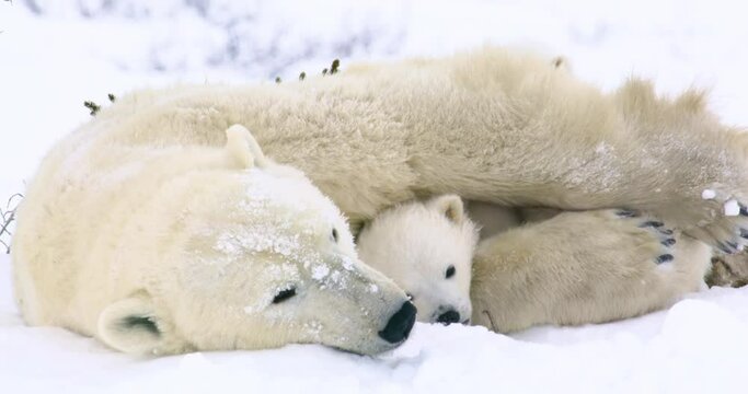 Close up of Polar Bear sow and two cubs resting in the snow. Cub licks snow.
