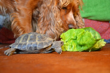 Hund schaut Schildkröte beim Fressen zu