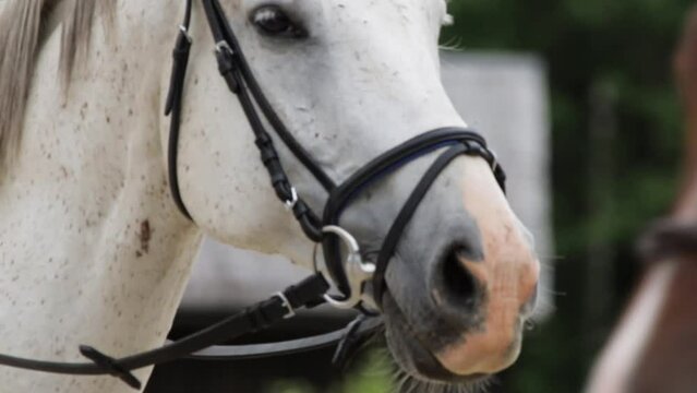 Following Slow Motion Close Up Shot of Equestrian Sitting on a White Horse