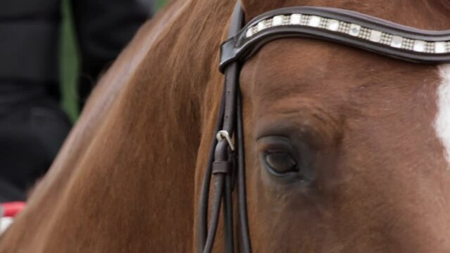 Following Slow Motion Close Up Shot of Brown Horse On Which Equestrian Sits With White Gloves