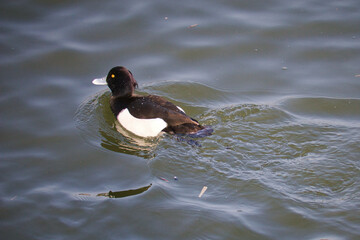 池で泳ぐ渡り鳥の可愛いキンクロハジロ
