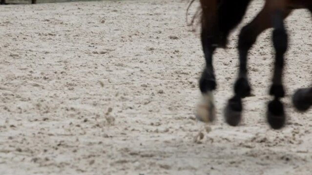 Following Slow Motion Close Up Shot of Equestrian with Horse Successfully Jumping Over Obstacle in Competition