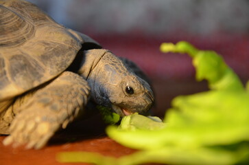 Schildkröte frisst Salat