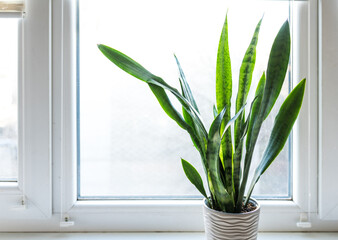 Sansevieria Black Coral plant at a window at home. House plants in the apartment. Mother-in-law plant. Air purifying plant for home. Plants toxic to animal.