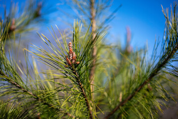pine tree branches