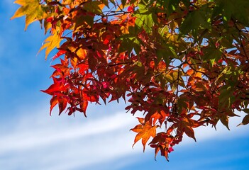 Autumn colored maple in Japan