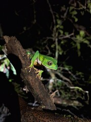 green tree forg on a tree - phyllomadusa birmeisteri