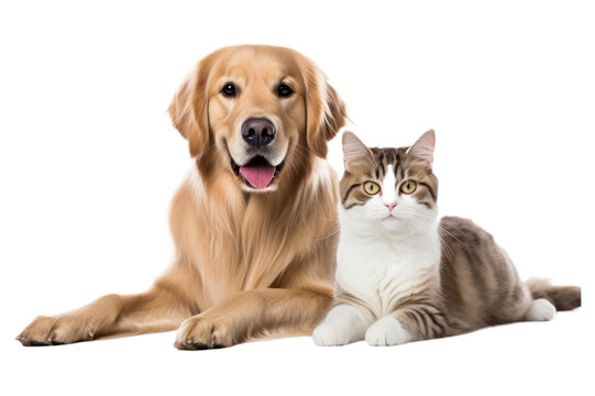 dog with cat on transparent background
