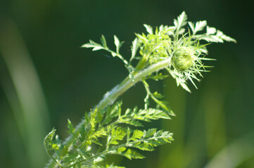 Closeup of wild carrot flower bud with green blurred background