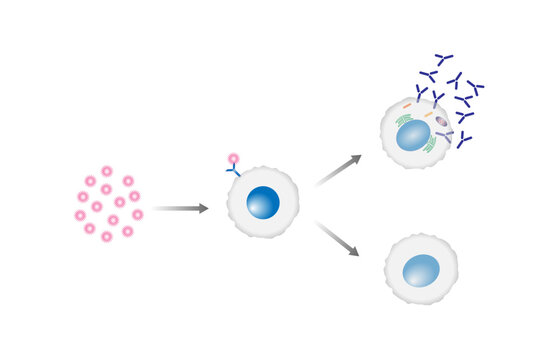 Activation B-cell leukocytes. B lymphocyte differentiation. Plasma cell and memory B cell. B cell and T cell interaction.