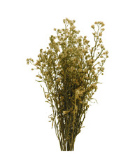 Yellow dried flower bouquet isolated on transparent background