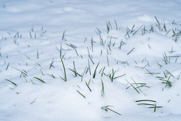 Green grass peeks out from under the snow.