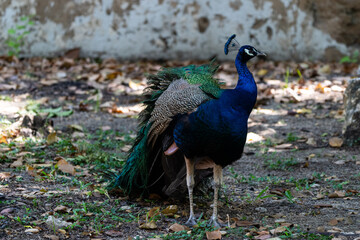 Obraz premium peacock