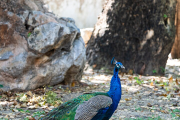 Obraz premium peacock