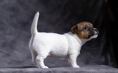 A funny little Jack Russell terrier puppy sits on his ass and looks into the darkness. Lots of space for text, expressive puppy. Copy space