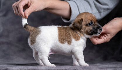 Portrait of a little puppy. The concept of preparing puppies for a dog show. Setting the dog up for posing at a show.