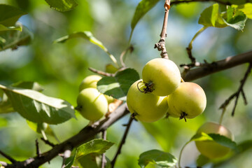 Wild apple tree. The fruits of a wild apple tree growing in the mountains