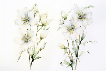 Illustration blossom art plant decorative background watercolor nature flower floral bloom