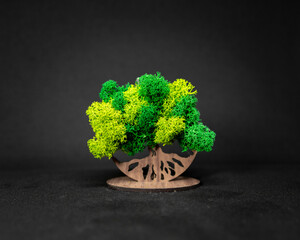 Close up of miniature oak tree