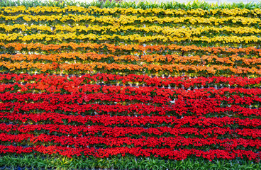 Fototapeta na wymiar Background of red and yellow flowers decorated on the wall.