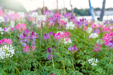 Obraz premium pink flowers in the meadow