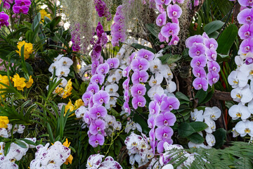 purple and white flowers