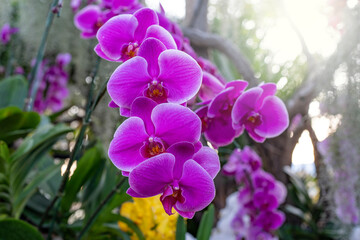 Fototapeta na wymiar purple orchid in the garden