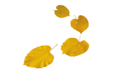 Fallen yellow linden tree leaves isolated transparent png. Autumn season flying lime-tree heart shaped foliage.