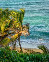 tree on the beach