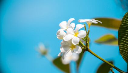 Plumeria flower against the sky. White tropical frangipani flower. Tropical landscape of beautiful...
