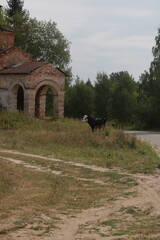 a black cow near an ancient red brick building varug green grass