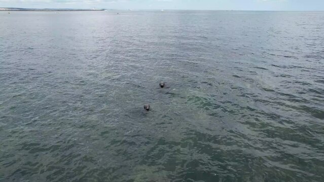 Aerial view of harbor seals swimming in Cape Cod