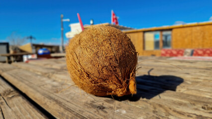 A detailed close-up captures the rugged charm and allure of a single coconut.