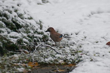 Eurasian Jay (Garrulus glandarius) sitting on snow covered ground in Zurich, Switzerland