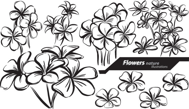flowers tropical nature doodle design drawing vector illustration