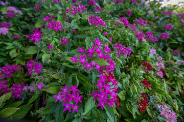 Fototapeta premium Pentas lanceolata, commonly known as the Egyptian star cluster, is a species of flowering plant in the madder family Rubiaceae, native to Yemen as well as most of Africa.