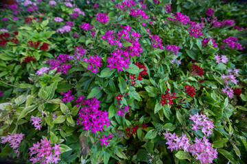 Pentas lanceolata, commonly known as the Egyptian star cluster, is a species of flowering plant in...