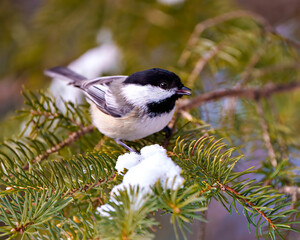 Obraz na płótnie Canvas Chickadee Photo and Image. Close-up profile view perched on a coniferous tree branch with snow in its environment and habitat surrounding. Christmas Card Picture.
