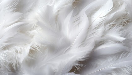 Intricate white feathers texture background highlighting large bird feathers in digital art