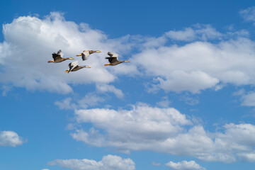 Folk of Bar headed Goose in flight