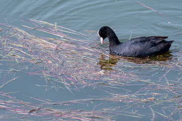 Eurasian coot hunting fishing spot in river